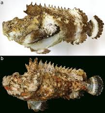 Image result for Isachne kiyalaensis