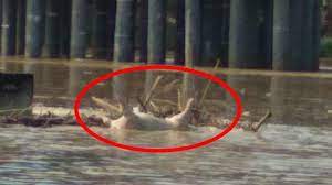 Dia hanyut dari perairan sulawesi utara sampai ke perairan guam di samudera pasifik. Dampak Ratusan Bangkai Babi Hanyut Di Sungai Souraya Warga Subulussalam Takut Makan Ikan Serambi Indonesia