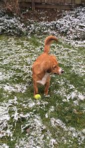 Playing Outside In The Garden With Some Snowfall So Happy With My New Humans Bailey The Kokoni Rescue Dog Buitenspelen In De Rescue Dogs Dogs Animals