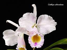 Cattleya Schroederae Cattleya Cattleya Orchid Orchid Flower
