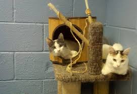 Pet rescue saga walkthrough and guide. Friends Of The North Providence Animal Shelter Home Facebook