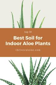 Best Soil For Indoor Aloe Plants Top 10 Options 2020 Edition In 2020 Aloe Plant Plants Soil