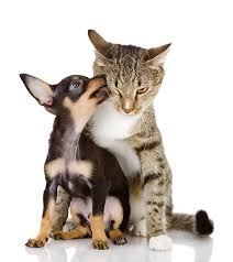 Maybe you would like to learn more about one of these? Veterinarians Ottawa On Home Algonquin Animal Hospital