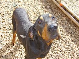 Black And Tan Foxhound Mix Central Asian Shepherd Caucasian Ovcharka Coonhound Boston Terrier Black And Tan