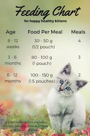 feeding your kitten feeding kittens kitten food kitten care