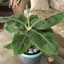 We did not find results for: Banana Plant Truly Tiny Musa Banana Tree Florida Hill Nursery
