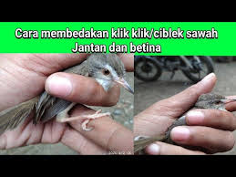 Gambar gambar ciblek jan tan dan betina. Cara Membedakan Burung Klik Klik Ciblek Sawah Jantan Dan Betina Youtube