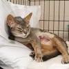 Female cats are not the only ones with mammary glands. 1