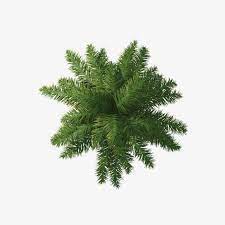 Paume Clipart Paume Vert Fichier Png Et Psd Pour Le Telechargement Libre Tree Plan Photoshop Trees Top View Tree Photoshop