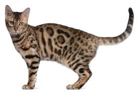 The list includes established breeds recognized by various cat registries, new and experimental breeds, landraces being established as standardized breeds. 10 Unique Cat Breeds Pet Companion Magazine