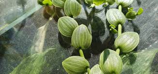 Image result for Aneilema zebrinum