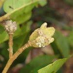 Image result for Nesogordonia