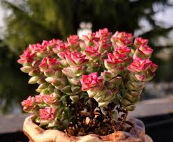 Image result for Crassula zombensis