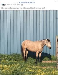 I just want to be happy horse. What Colors Look Best On My Horse Horse Nation