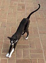 Male oriental shorthair cat names loki lucky coco tommy turbo cassidy blaze blade ace aaron female oriental shorthair cat names sassy athena ayla pepsi molly lexi angel maya maisy sushi more. Oriental Shorthair Wikipedia