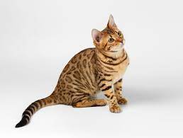 From wikipedia, the free encyclopedia. Bengal Katze Charakter Haltung Pflege Zoopus