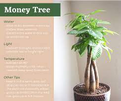 Money Tree In 2021 Money Tree Plant Care Money Tree Plant Money Trees
