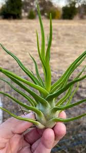 Image result for Bulbostylis clarkeana