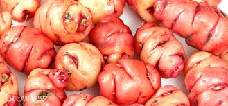 We did not find results for: 10 Unusual Vegetables For Adventurous Gardeners