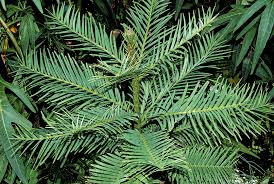 Image result for Arauk rie Araucaria