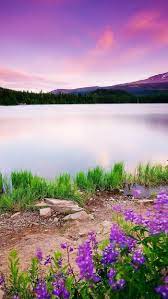Lake Mountain Landscape Grass Trees Spring Flowers Background Phone Wallpaper Hello Spring Wallpaper Hd Nature Wallpapers Spring Wallpaper