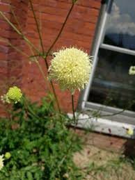 Image result for Cephalaria pungens