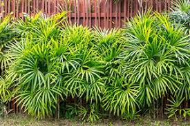Fan Tufted Palm Aspca