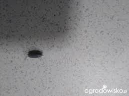 Jak nie dopuścić do jej ataku? Prosionek Szorstki Albo Stonoga Murowa Jak Zwalczyc Forum Ogrodnicze Ogrodowisko