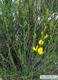 Image result for Spartium