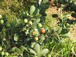 Image result for Embelia schimperi