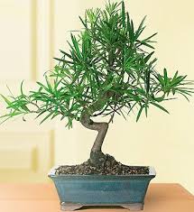 To see more bonsai during your visit hidden lake gardens 6214 monroe rd, tipton mi 49287 28.1 miles west of the flower market www.hiddenlakegardens.msu.edu matthaei botanical gardens 1800 n. Podocarpus Ficus Bonsai Bonsai Tree Care Plants Bonsai