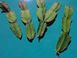 Image result for cactus cuttings