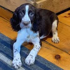 Stanley English Springer Spaniel Puppies For Sale In East Palestine Ohio Wh In 2020 English Springer Spaniel Puppy Springer Spaniel Puppies Spaniel Puppies For Sale