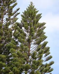 Image result for Araucaria columnaris