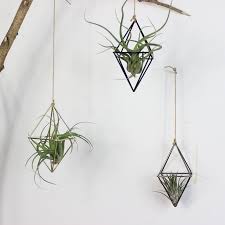 We end with two hanging air plant options that are truly unforgettable. Hanging Planters Geometric Tillandsia Air Plants Holder Eco Aus Liners