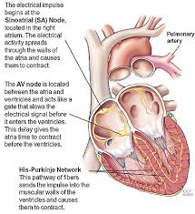 Maybe you would like to learn more about one of these? Location Of The Heart