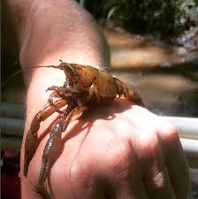 I am planing on adding a couple of crayfish in my dyi 60gl sump and wanted to know how long they live for. Delaware S Crayfish Wmap Blog State Of Delaware