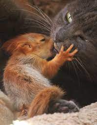 This Kitty Took In Two Baby Squirrels And Fed Them Like They Were Her Own It S Amazing To Think About The Love Mothers Baby Squirrel Cat And Squirrel Cat Mom