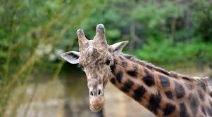 Check spelling or type a new query. Lyon Louise La Plus Vieille Girafe Du Parc De La Tete D Or Est Morte