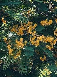 Image result for Tipuana