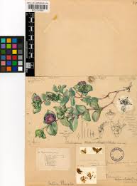 Image result for Delosperma tradescantioides