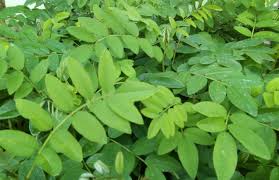 Maybe you would like to learn more about one of these? Indigofera Sebagai Pakan Ternak Kampustani Com