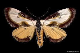 Black And White Spotted Moth Ontario Beautiful Wood Nymph Moth 9301 Eudryas Grata Moth Wood Nymphs Moth Caterpillar