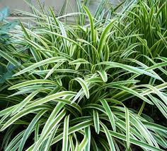 Image result for Lily Turf
