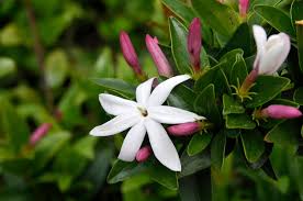 Image result for Jasminum multipartitum