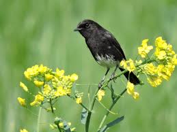 Suaradecu,#kacermini,#decu_gacor, video suara burung decu,sangat ampuh untuk memancing burung berikut video terapi/pancingan untuk burung decu wulung atau biasa disebut kacer mini. Decu Belang Wikipedia Bahasa Indonesia Ensiklopedia Bebas