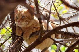 They almost always mean either an intestinal cancer, pancreatic cancer, kidney cancer or something similar. Pancreatic Exocrine Tumors In Cats Symptoms Causes Diagnosis Treatment Recovery Management Cost