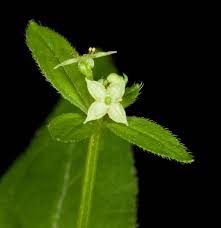 Image result for Galium