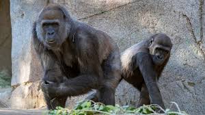 2920 zoo dr, san diego, ca 92101, usa. San Diego Zoo Vaccinates Great Apes Against Covid 19 Abc News
