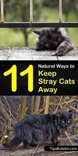 11 Natural Ways To Keep Stray Cats Away Stray Cat Cat Repellant Outdoor Cat Repellant